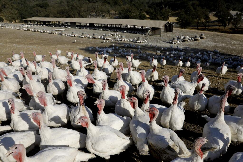 Turkeys gather at the Willie Bird Turkeys farm in Santa Rosa, on Sunday, October 15, 2017. (BETH SCHLANKER/ The Press Democrat)