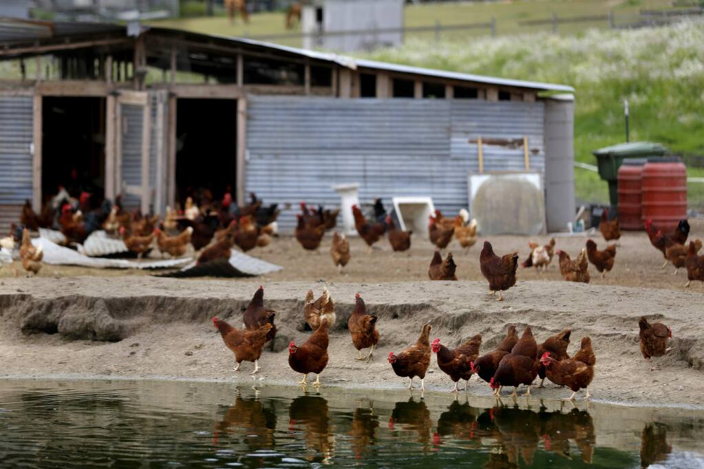 A variety of chickens and ducks live at Buddy's Farm, picture Tuesday. (BETH SCHLANKER/ The Press Democrat)