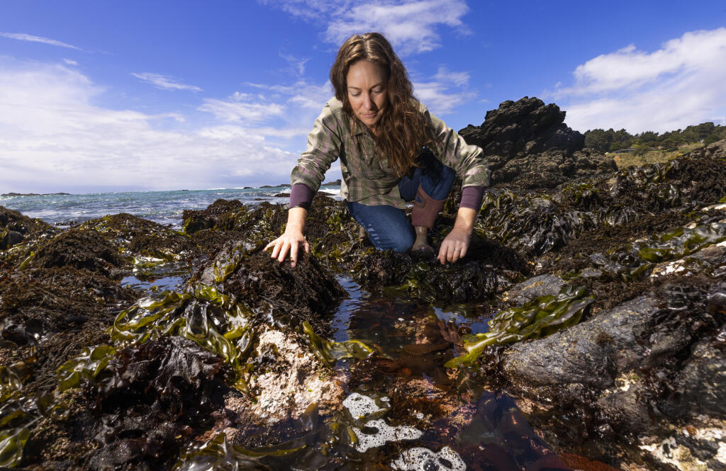 Cally Dym, owner of Little River Inn near Mendocino, searches for tasty treats in the tide pools along the coast. Dym is one of the co-hosts of the Mendocino Coast Purple Urchin in Festival the weekend of June  17-19. (John Burgess/The Press Democrat)