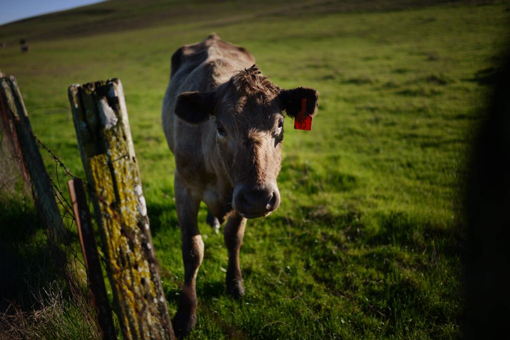 A cow strolls by the fence along the Historic Lakeville Road Trail at Tolay Lake Regional Park in Petaluma, California. February 11, 2017. (Photo: Erik Castro/for The Press Democrat)