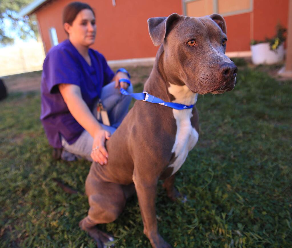 CARING FOR LOST ANIMALS: Tabatha Leishman of Lake County Animal Care and Control crouches beside a pitbull that was rescued in Lake County and is still up for adoption.