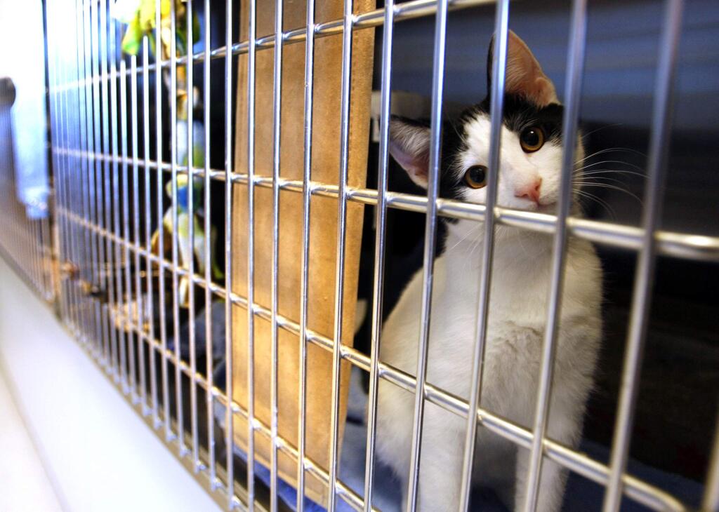 A kitten named Oz hangs out in his cage at the Rohnert Park Animal Shelter in 2009. (PD FILE)
