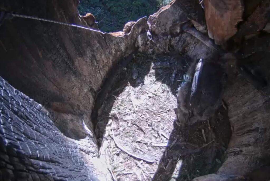 A screen capture from a webcam shows a condor chick hatched in April that's expected to be ready to fly by October. (Ventana Wildlife Society)