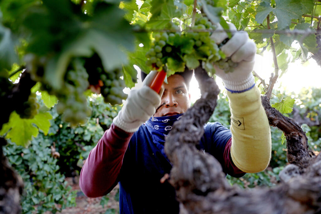 Farmworkers pick white wine grapes grown for Massican Winery in Napa Valley. (Gary Coronado/Los Angeles Times/TNS)