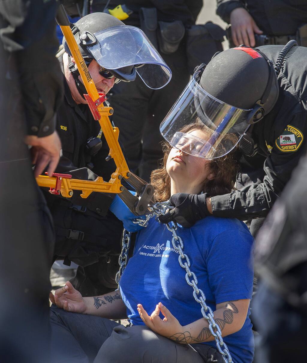 Law enforcement officers use bolt cutters to remove a chain and lock from activists with the Direct Action Everywhere animal rights group blocking the entrance to Reichardt Duck Farm on Middle Two Rock Road on Monday. (photo by John Burgess/The Press Democrat)