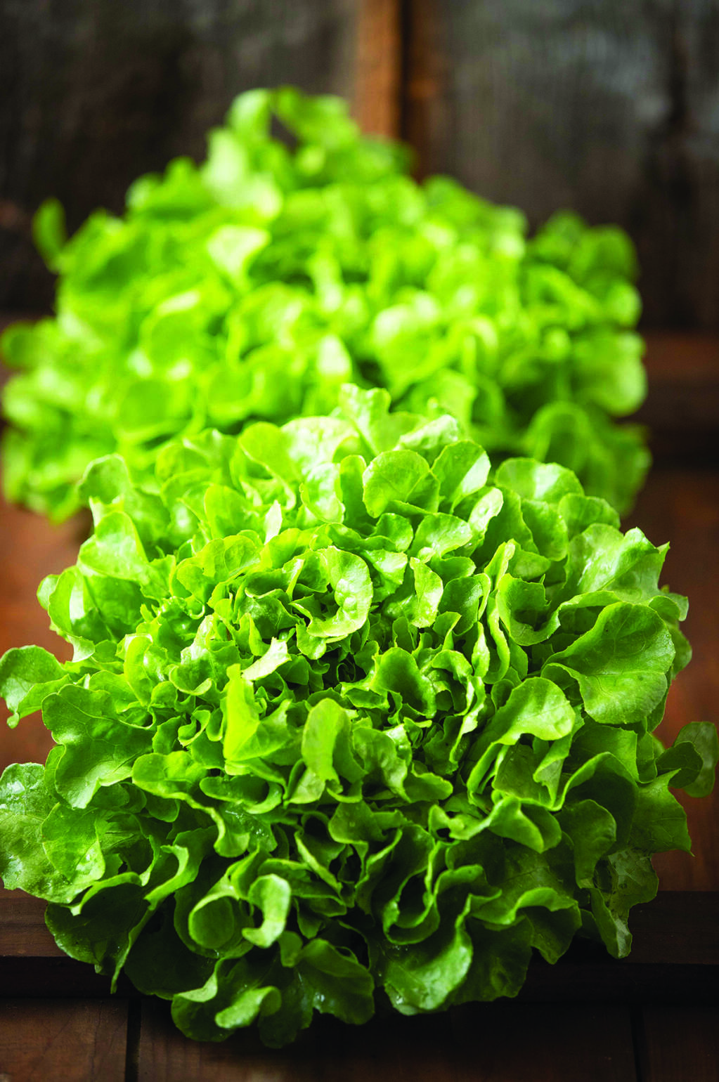 Lettuce ‘Bauer’ grows a head perfectly sized for a single serving salad (Johnnyseeds.com)