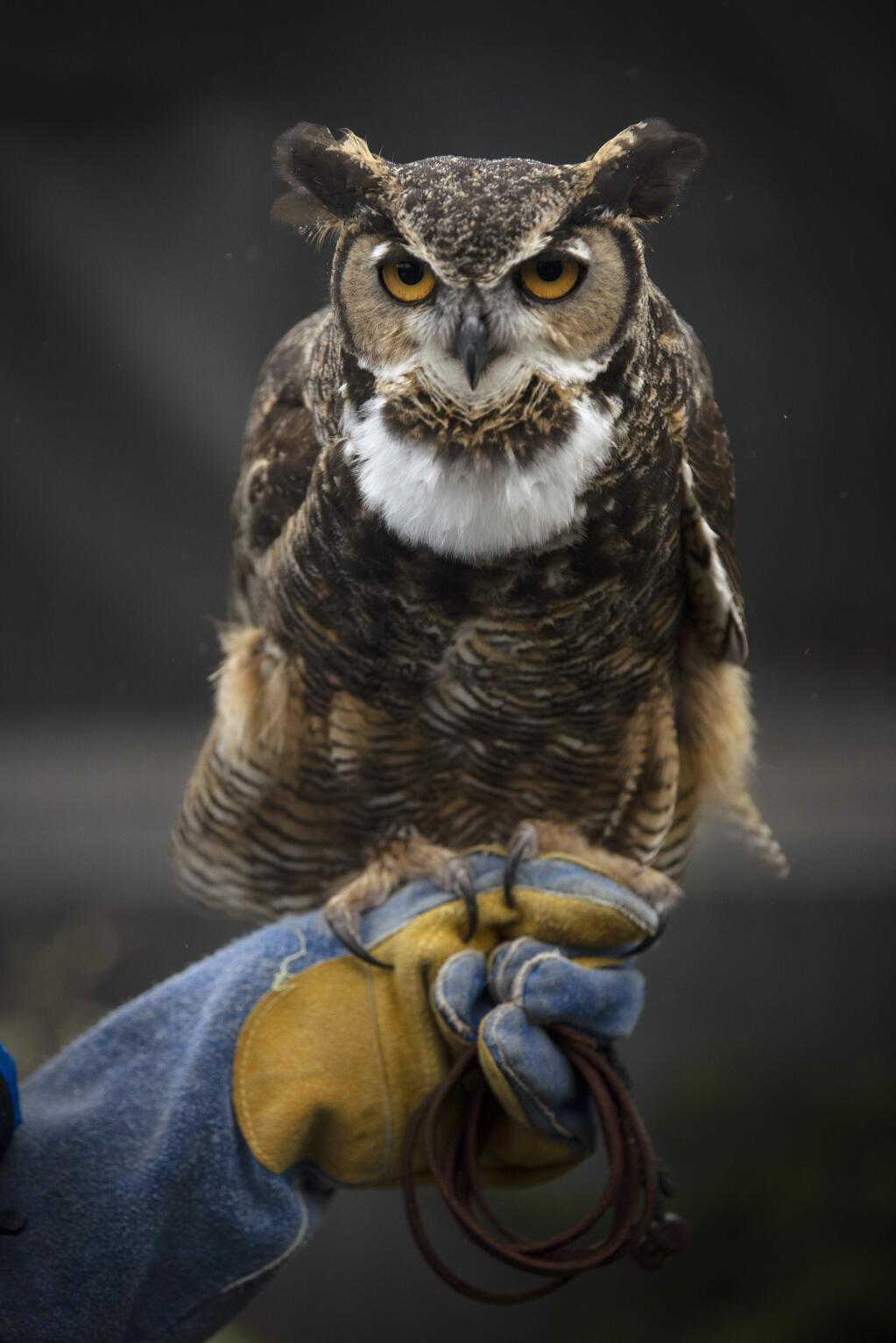 A great horned owl held by raptor handler-in-training Wendy Walsh during The Bird Rescue Center's monthly open house held Saturday in Santa Rosa, California. January 5, 2019. (Photo: Erik Castro/for The Press Democrat)