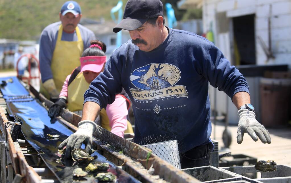 Drakes Bay Oyster Co. worker Jorge Mata, right, Lorena Pablo and Ramon Hernandez sort oysters at Point Reyes National Seashore on Monday, June 30, 2014. (KENT PORTER/ PD FILE)