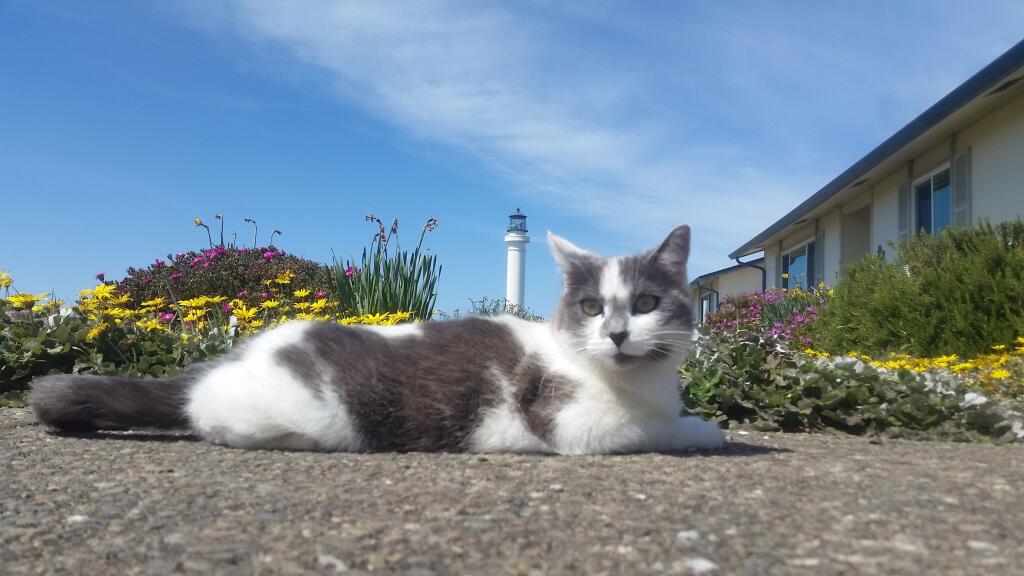 Arena Mina, an abandoned cat adopted by the staff at the Point Arena Lighthouse in Point Arena, went viral on TikTok in a video viewed more than a quarter of a million times. (Point Arena Lighthouse)