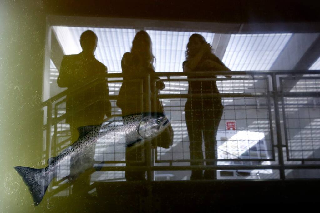 Guests observe from a viewing gallery as a Chinook salmon swims through the Sonoma County Water Agency's fish ladder in Forestville, on Wednesday, November 2, 2016. (BETH SCHLANKER/ The Press Democrat)