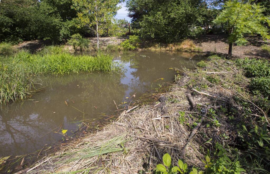 The beaver dam, within Sonoma's city limits. (Photo by Robbi Pengelly/Index-Tribune)