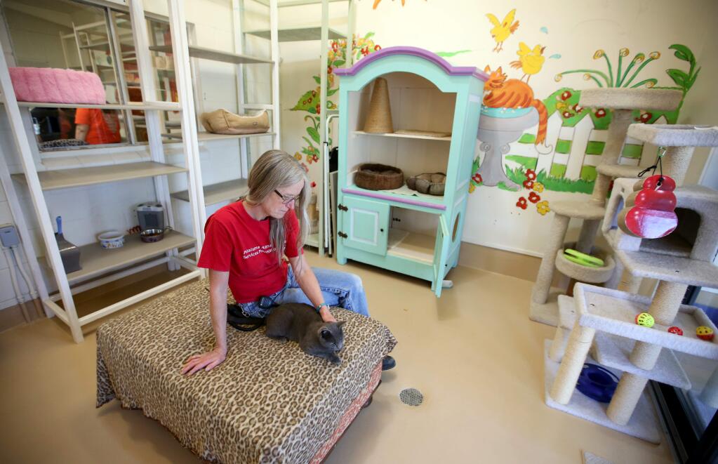 PHOTO: 3 BY CRISTA JEREMIASON/ THE PRESS DEMOCRAT -Temporary home: Cat care coordinator Kathy Sousa sits with Chantilly at the Petaluma Animal Services shelter. “The shelter industry is built on can't and won't and ‘we don't do that,'?” said the facility's animal services manager Jeff Charter. “We are, ‘Yes! We can!'”Fausone