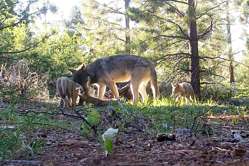 FILE - This June 18, 2019, file photo from remote camera video provided by the California Department of Fish and Wildlife shows an adult wolf and three pups in Lassen County in Northern California. This year, the Lassen pack, located in Lassen and Plumas counties in northeastern California, produced five pups, while the Whaleback pack, which is mostly in Siskiyou County in Northern California, had at least six pups, according to a report published Tuesday by the state Department of Fish and Wildlife. (California Department of Fish and Wildlife via AP, File)