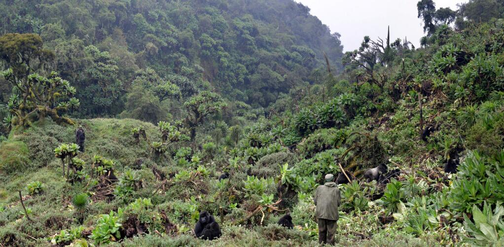 In this 2016 photo provided by the Dian Fossey Gorilla Fund, an anti-poaching team checks on a group of mountain gorillas in Rwanda's Volcanoes National Park. On Wednesday, Nov. 14, 2018, the International Union for Conservation of Nature updated the species' status from “critically endangered” to “endangered.” The designation is more promising, but still precarious. (Dian Fossey Gorilla Fund via AP)