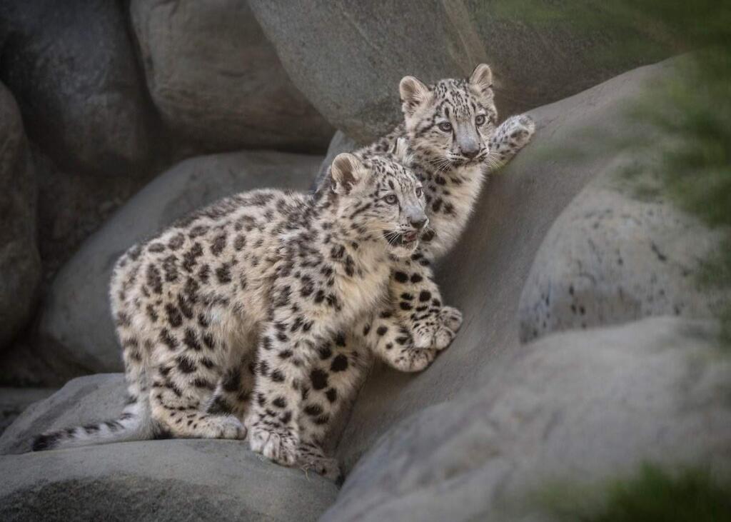 The two snow leopard cubs, born in May at the Los Angeles Zoo, met their public in September. (Photo by Jamie Pham, LAZoo)