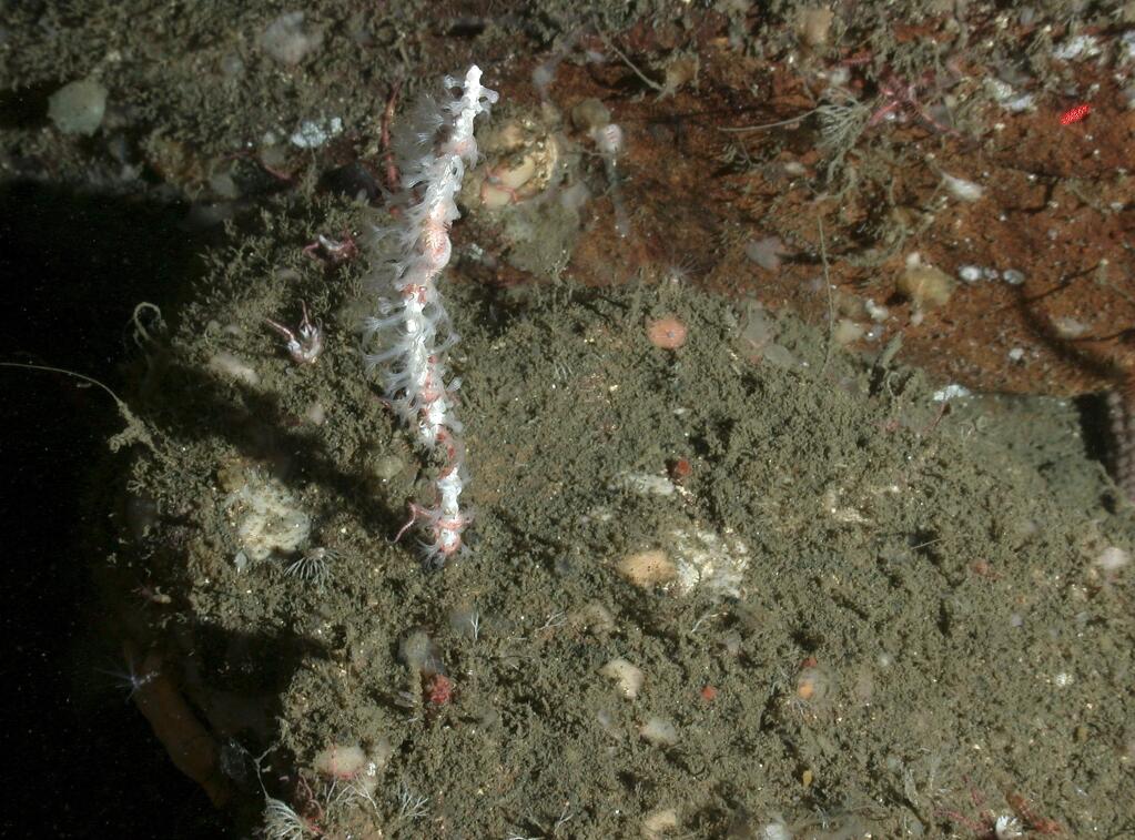 This Sept. 6, 2014 photo released by the National Oceanic and Atmospheric Administration shows a new species of deep-sea white coral found by NOAA researchers off the Sonoma County coast. (AP Photo/National Oceanic and Atmospheric Administration)