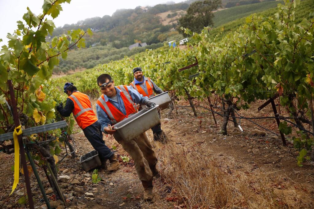 Pickers collect tons of grapes during an early morning harvest at MacLeod Family Vineyard in Kenwood on Tuesday, September 09, 2014. (Conner Jay/The Press Democrat)