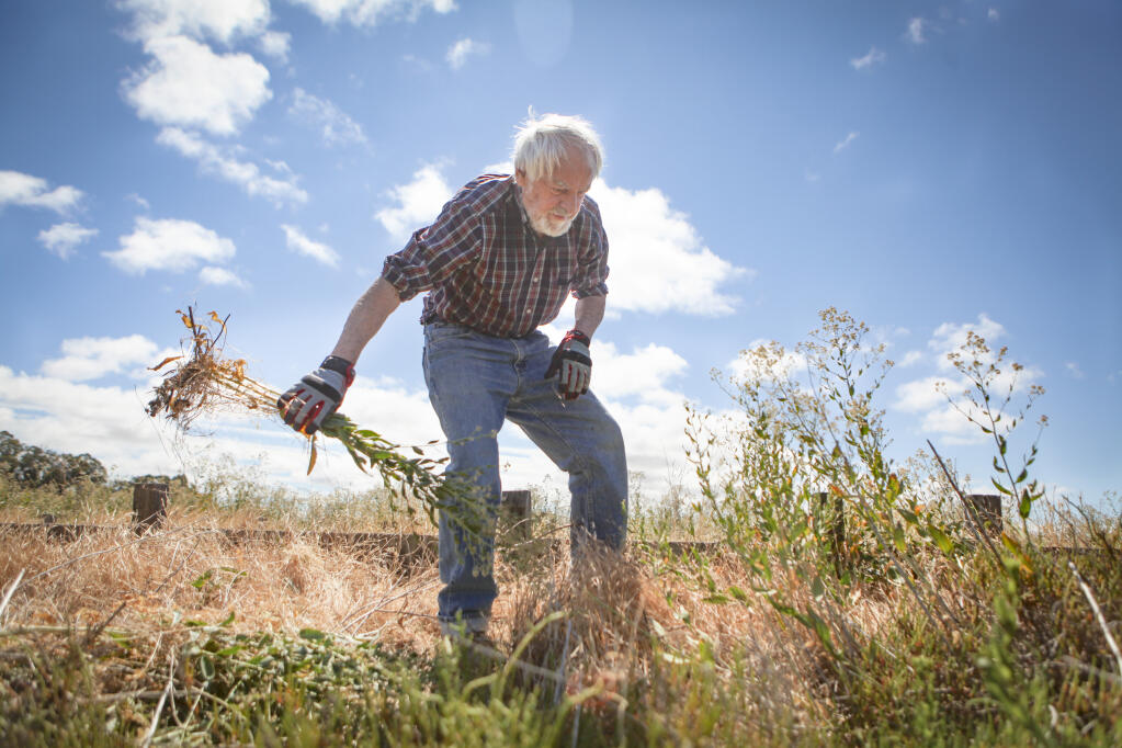 Earl Herr helps weed at Alman Marsh. (CRISSY PASCUAL/ARGUS-COURIER STAFF)