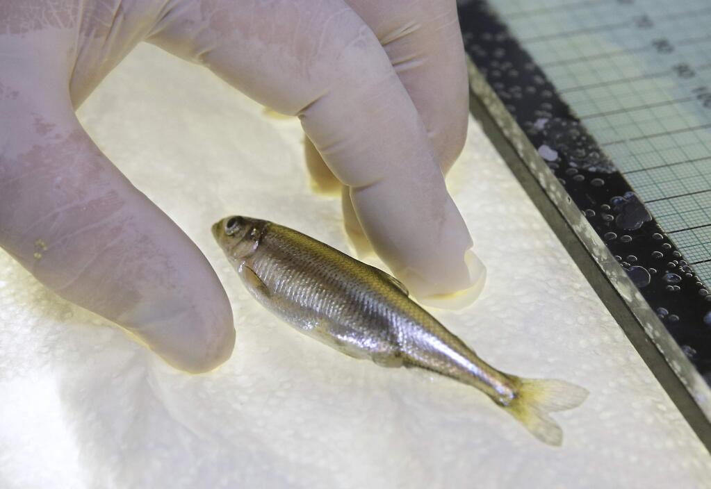 FILE - In this July 15, 2015, file photo, a Delta smelt is shown at the University of California Davis Fish Conservation and Culture Lab in Byron, Calif. California regulators on Tuesday, March 31, 2020, announced a set of new rules on how much water can be taken from the state's largest rivers that run through the delta. The new rules have angered water agencies for limiting how much they can take. But the rules have also angered environmental groups, who say the limits are not low enough to protect endangered species liked the delta smelt. (AP Photo/Rich Pedroncelli, File)