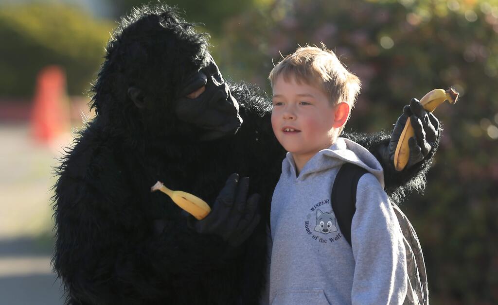 Corbin Post, 7, earned 1,000 points for reading and taking quizzes at Windsor Creek Elementary School and asked, as a reward, for principal Julie Stearn to wear a gorilla suit the entire school day, Friday, April 13, 2018 in Windsor. (Kent Porter / The Press Democrat) 2018