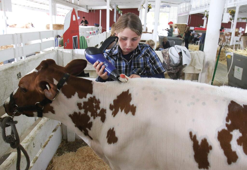 Jenna Scarpete, 11 of Cotati, preps her cow for the Junior Dairy Showmanship competition in the Jamison Ring at the Sonoma County Fair in Santa Rosa on Tuesday August 4, 2015. (SCOTT MANCHESTER/ARGUS-COURIER STAFF)