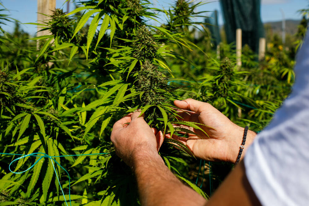 Marijuana plants at outdoor — cannabis farm field (Ivan Karatanov / Shutterstock)