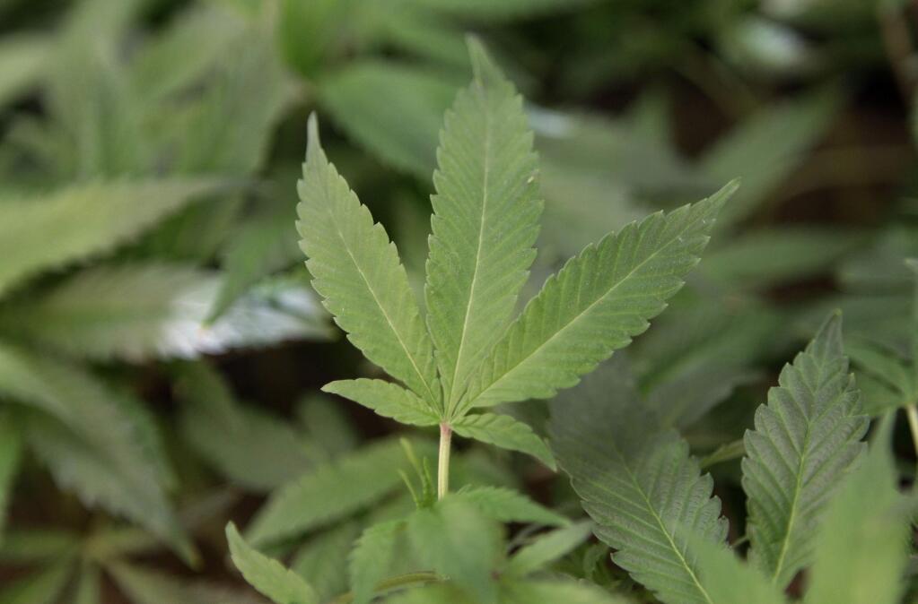 Clone plants at a medical marijuana dispensary in Oakland (JEFF CHIU / Associated Press)