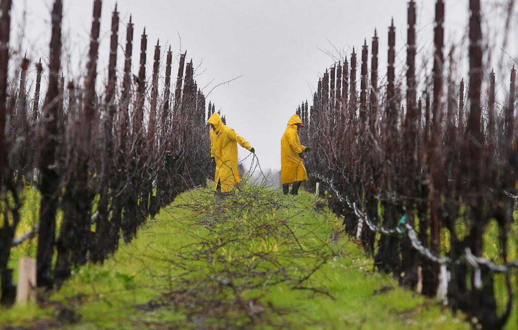 Workers prune a vineyard in the rain, along Guerneville Road west of Olivet Road, in Santa Rosa on Wednesday, January 16, 2019. (Christopher Chung/ The Press Democrat)