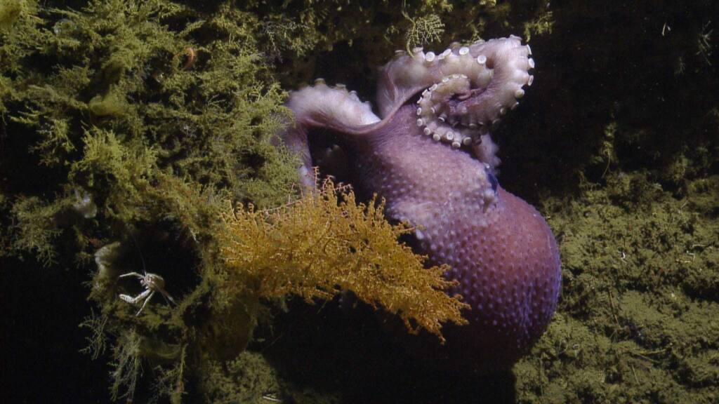 White shrimp (lower left) hiding in deep sea coral from Graneledone octopus. (OET/NAUTILUS LIVE)