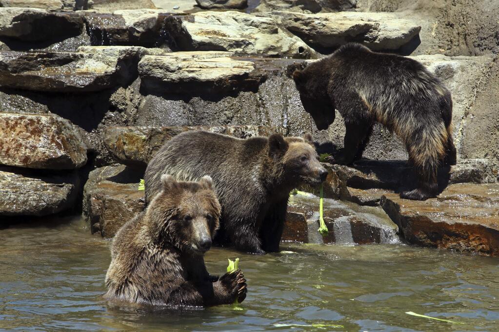 Grizzly and brown bears eat a celery snack in their pool habitat on the California Trail at the Oakland Zoo on June 20. (BEN MARGOT / Associated Press)