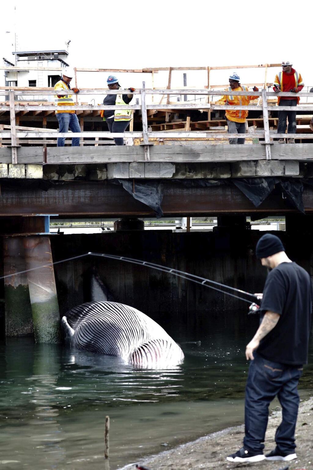 Silvester Silva of Oakland fishes in the Oakland estuary, near the carcass of a baby whale which washed up at the construction of the Embarcadero Road bridge in Oakland, Calif., on Friday, May 18, 2018. Marine experts say a dead whale was found partially submerged under a bridge in the estuary near Oakland's Jack London Square.(Laura A. Oda/San Jose Mercury News via AP)