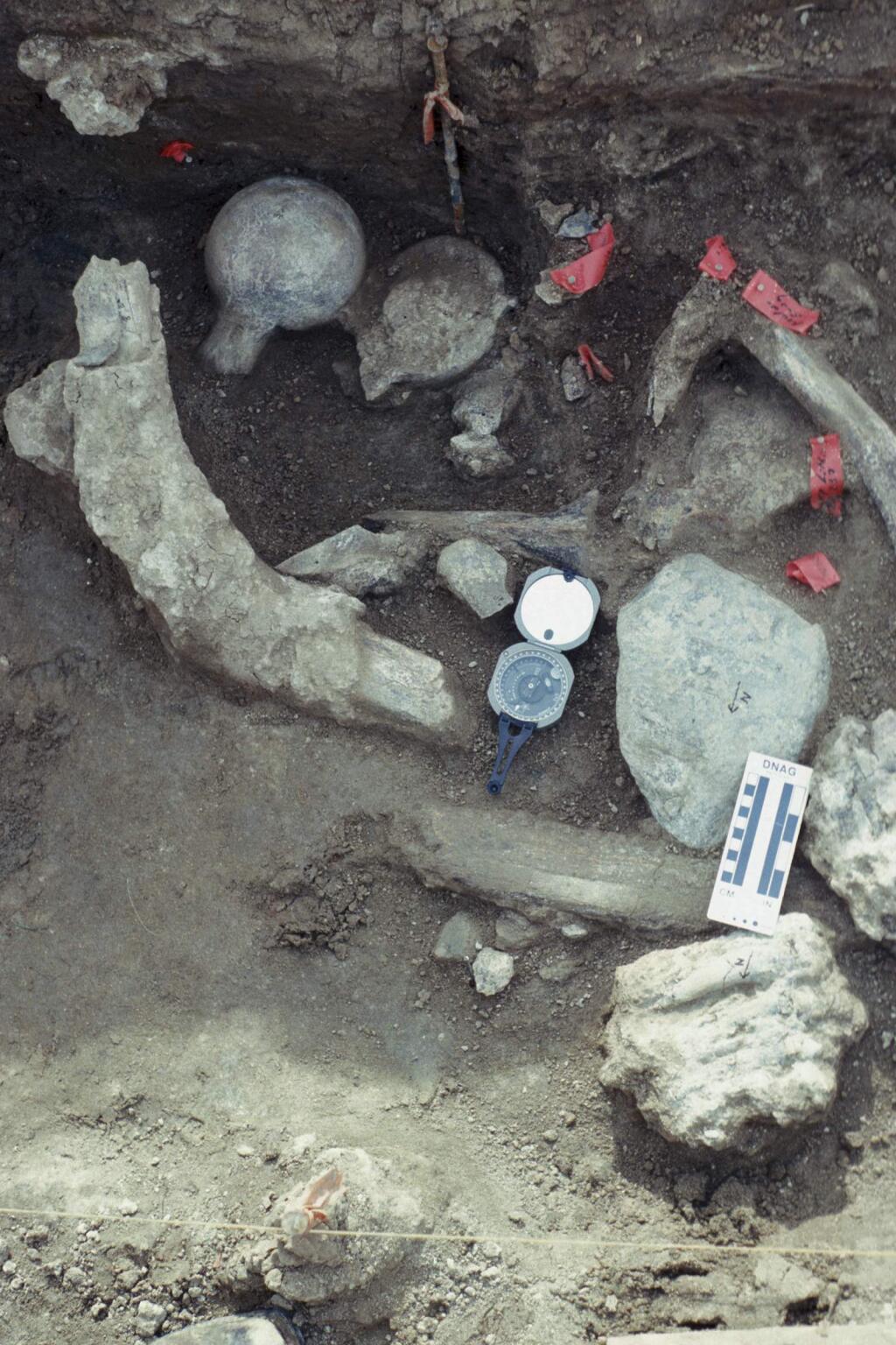 This Jan. 25, 1993 photo provided by the San Diego Natural History Museum shows a concentration of fossil bone and rock at an excavation site in San Diego, Calif. The positions of the femur heads, one up and one down, broken in the same manner next to each other is unusual. Mastodon molars are located in the lower right hand corner next to a large rock comprised of andesite which is in contact with a broken vertebra. At upper left is a rib angled upwards resting on a rock fragment. (San Diego Natural History Museum via AP)
