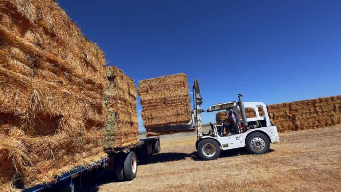 Norm Yenni, loads stacks of baled hay onto a flatbed truck at the Sears Point Farming Co. near Sonoma on Saturday, August 30, 2014.