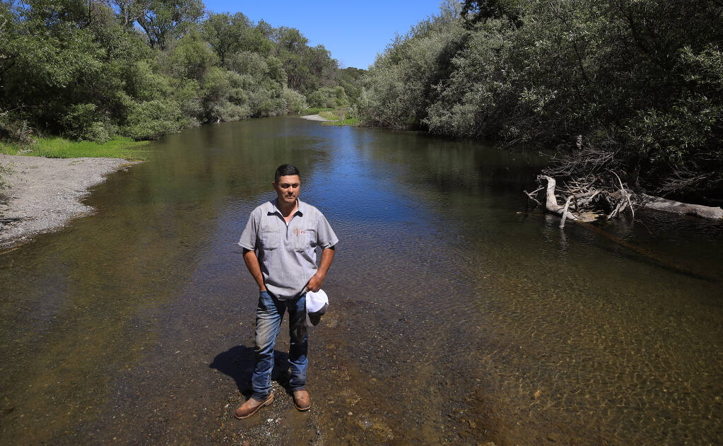 During this time in 2020, a dry year on the Russian River, the water was past the knees of Isual Macias of Hoot Owl Vineyards in the Alexander Valley. On Thursday afternoon, May 27, 2021 the water is even lower. (Kent Porter / The Press Democrat)