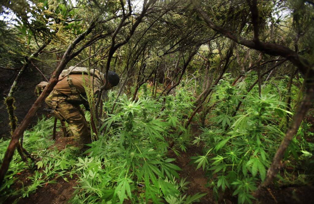 A law enforcement officer cuts down a marijuana grow in the hills above Kelseyville, Friday June 17, 2016. (Kent Porter / Press Democrat) 2016