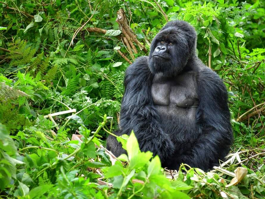 Silverback gorilla (SHUTTERSTOCK)