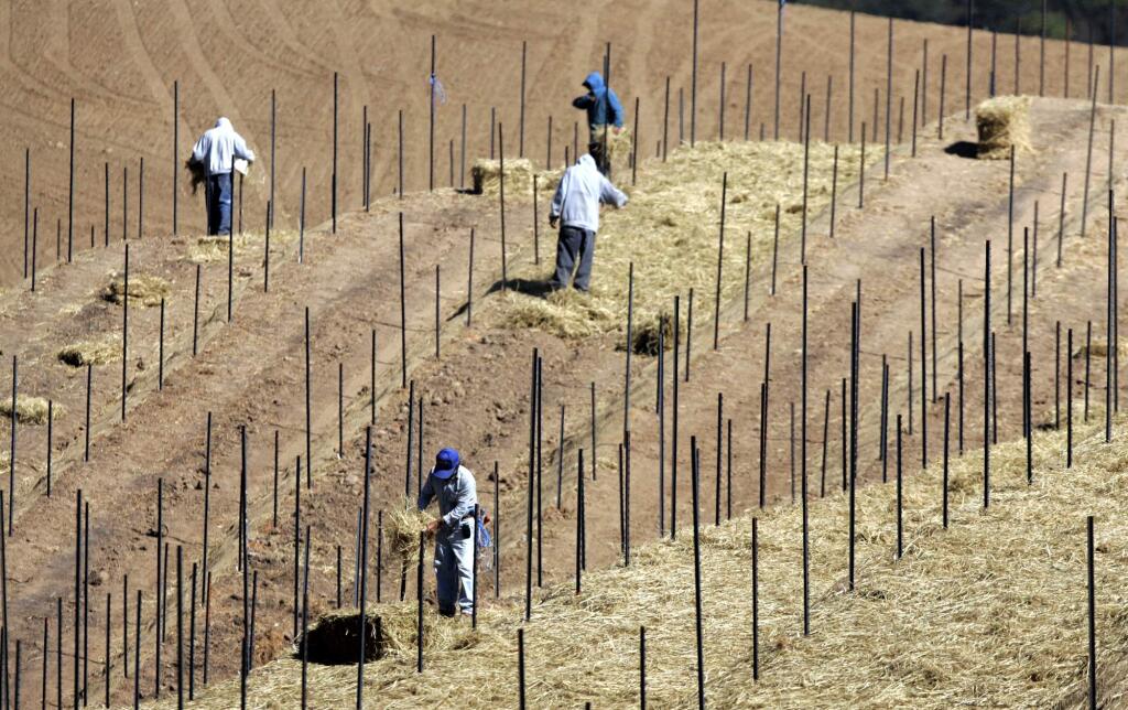 Workers spread hay on the new terraces of the Veeder Hills vineyard to prevent erosion for the Hess Collection in the mountains west of the town of Napa.