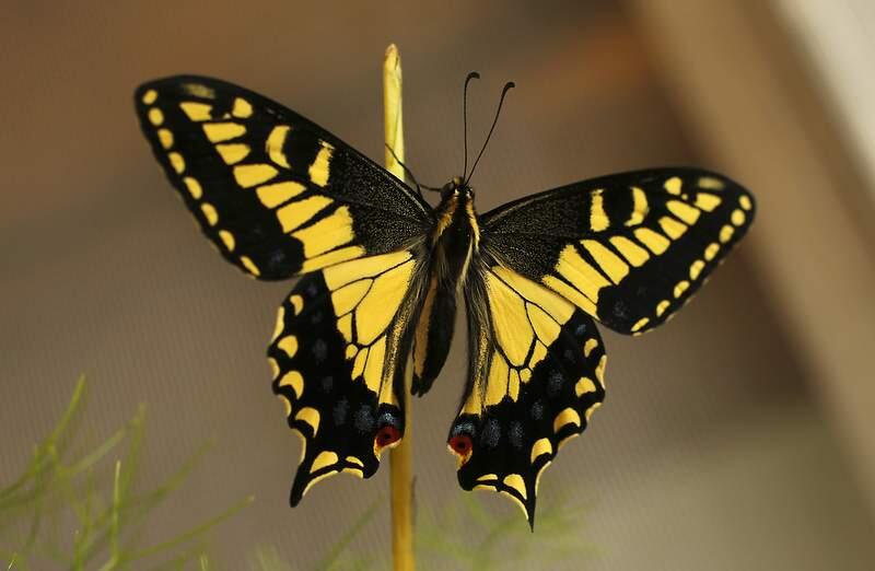 A newly emerged Anise swallowtail pauses in the Hallberg Butterfly Gardens in Graton. (John Burgess/ The Press Democrat)