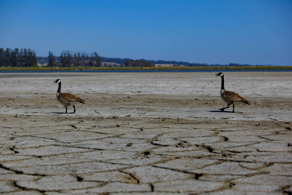Shollenberger Park’s wetlands is usually a playground for wildlife but the recent severe drought leaves the area parched and dry. (CRISSY PASCUAL/ARGUS-COURIER STAFF)