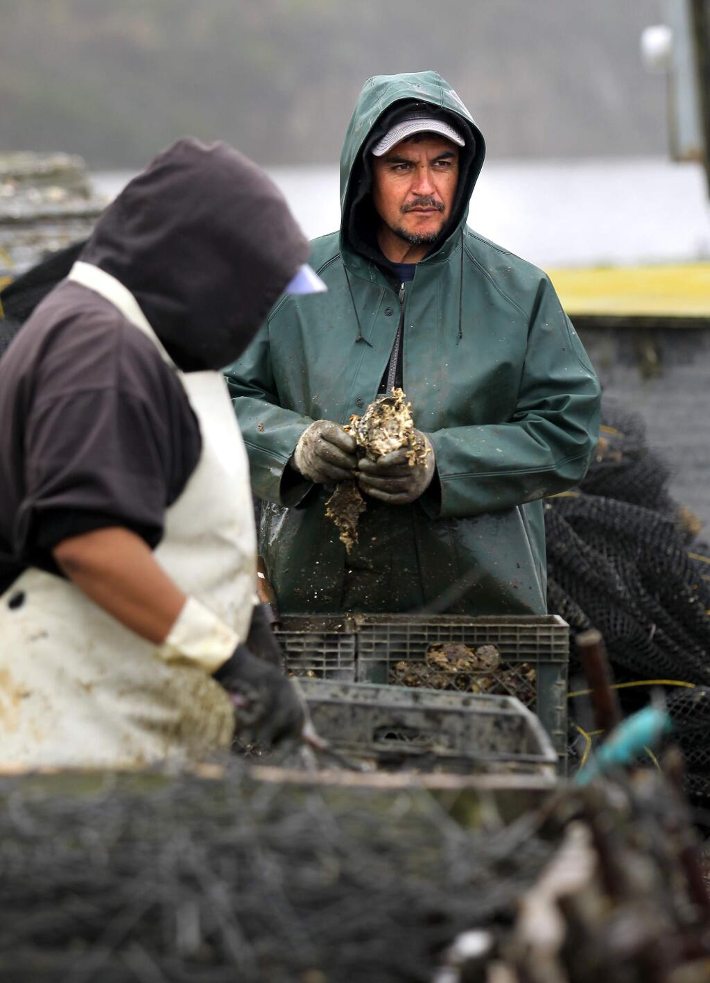 Drakes Bay Oyster Company production manager Paco Aceves processes oysters hauled out of Drakes Estero in Point Reyes National Seashore. (Photo by John Burgess/The Press Democrat)