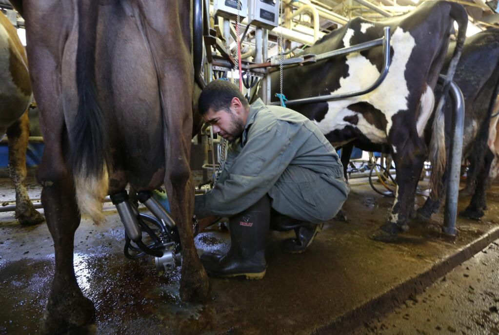 Briant Perez attaches a milking machine to the udders of the cows at Beretta Dairy, Tuesday, June 23, 2015. (CRISTA JEREMIASON / The Press Democrat)