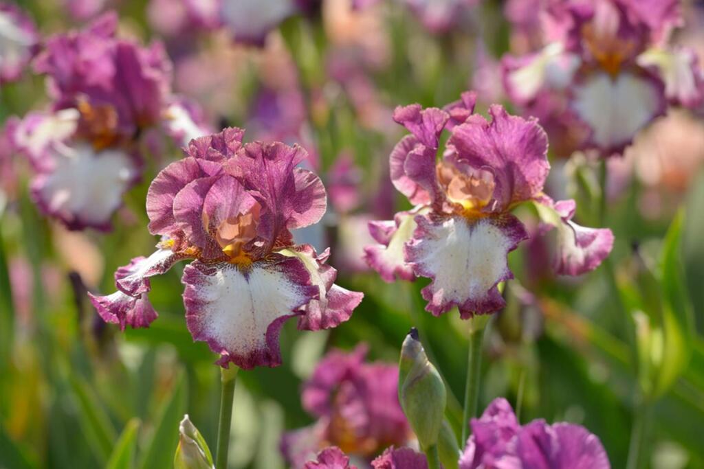 The Russian River Rose Company will hold Iris demonstrations on Aug. 17 and Aug. 18. Expert Roxie Nall will present a hands-on demonstration at 10 a.m. and 2 p.m. on how to dig, groom and plant irises.
