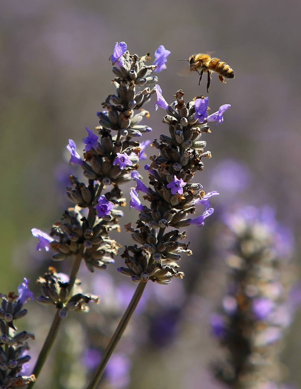 A bee hovers a lavender flower at Monte-Bellaria di California, in Sebastopol on Friday, July 21, 2017. (Christopher Chung/ The Press Democrat)