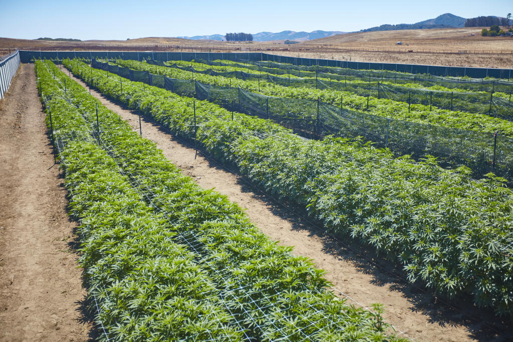 Perhaps as soon as next year, outdoor cannabis growers will be able to begin the process of creating appellations - label designations of where their product is grown.  (Sonoma Hills Farm Photo)