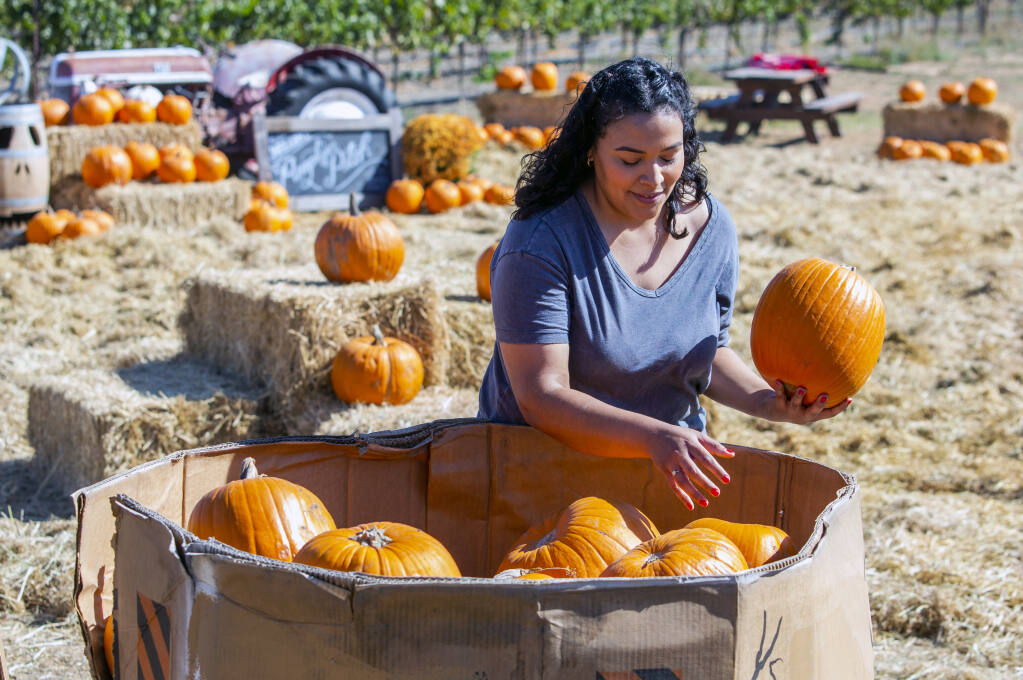 Karina Nava, wine club coordinator, helps prepare the pumpkin patch at Larson Family Winery on Millerick Road on Thursday, Sept. 30, 2021. (Photo by Robbi Pengelly/Index-Tribune)
