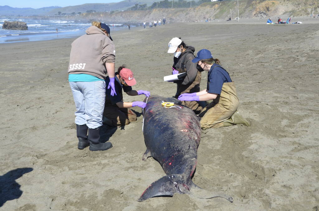 A team of experts from the Marine Mammal Center in Sausalito perform a necropsy on an adult female pygmy sperm whale at North Salmon Creek Beach in Sonoma County on Sunday, Feb. 21, 2021. (Marine Mammal Center)