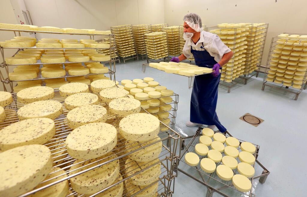 Miguel Cruz stacks cheeses in the drying room after their brine bath at the Marin French Cheese Company. (Photo by John Burgess/The Press Democrat)