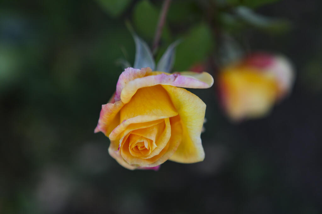 The Redwood Empire Rose Society will host a free talk and demonstration Oct. 20, 2022, on the art of propagating roses at Luther Burbank Art & Garden Center in Santa Rosa. (Crissy Pascual/Petaluma Argus-Courier)