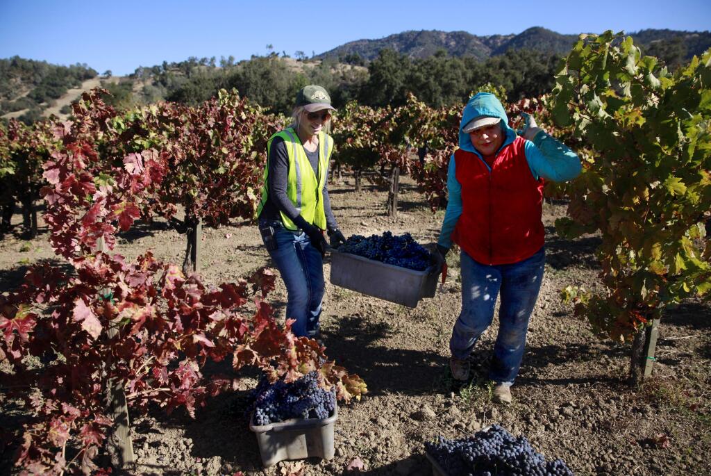 Linda Barr, the owner of Redwood Empire Vineyard Management helps harvest crew leader Cecilia Mendez carry a bin of carignane grapes at Oat Valley Vineyards in Cloverdale. (BETH SCHLANKER / The Press Democrat, 2014)