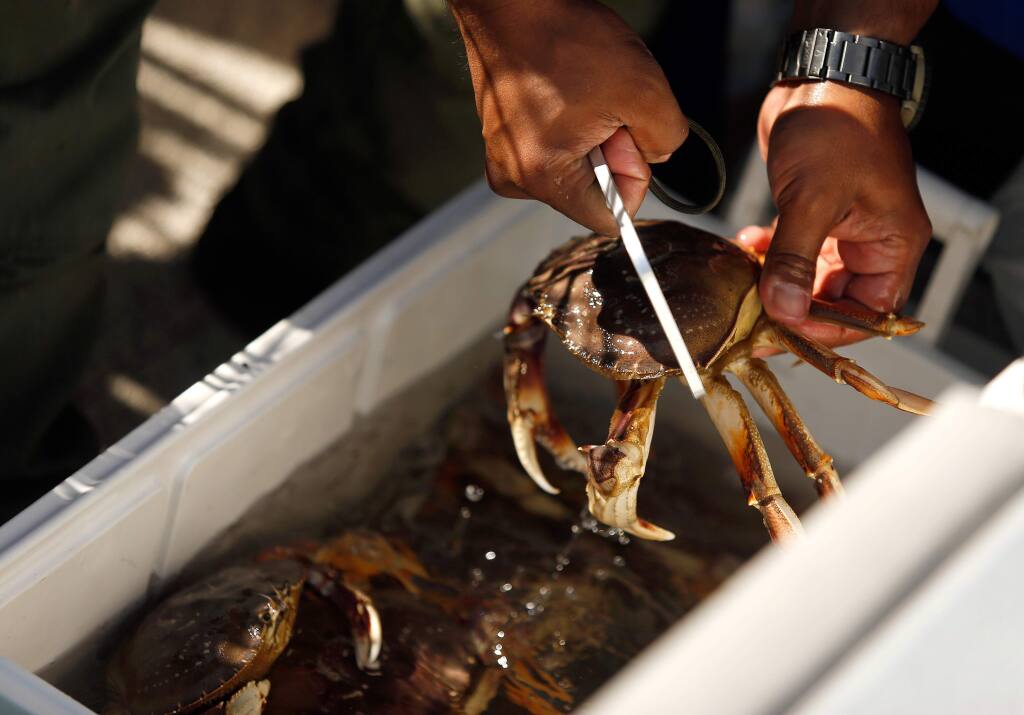 California Department of Fish and Wildlife game warden Demitri Esquivel inspects a fishing party's catch of Dungeness crab on the opening day of recreational crab fishing season, at Westside Regional Park in Bodega Bay, California, on Saturday, November 3, 2018. (Alvin Jornada / The Press Democrat)